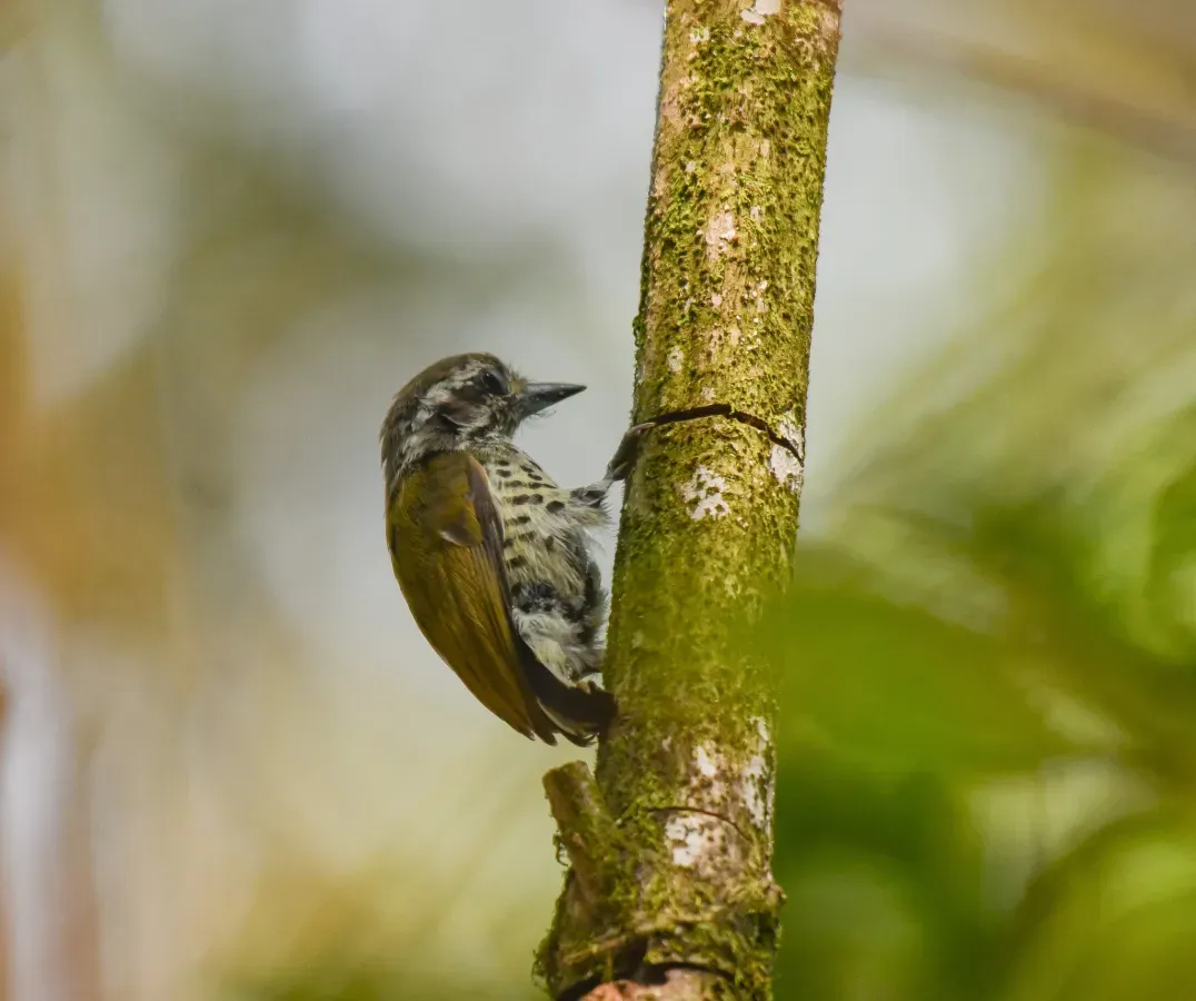 File:Picumnus innominatus 427733853.jpg