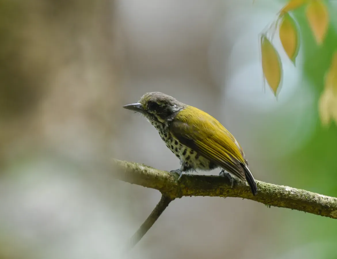 File:Picumnus innominatus 427733886.jpg