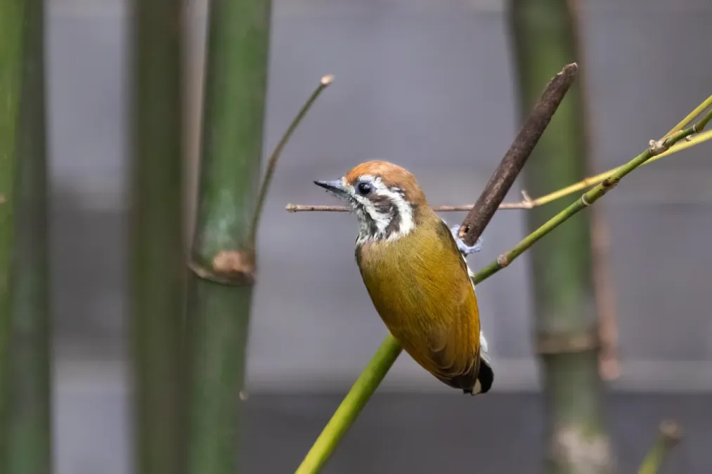File:Picumnus innominatus 330256251.jpg