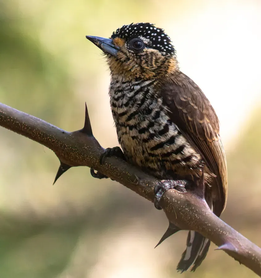 File:Picumnus temminckii 288234301.jpg