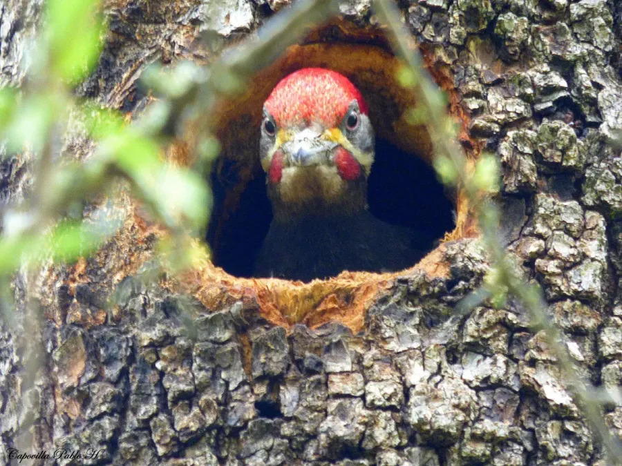 File:Dryocopus schulzii 60056053.jpg