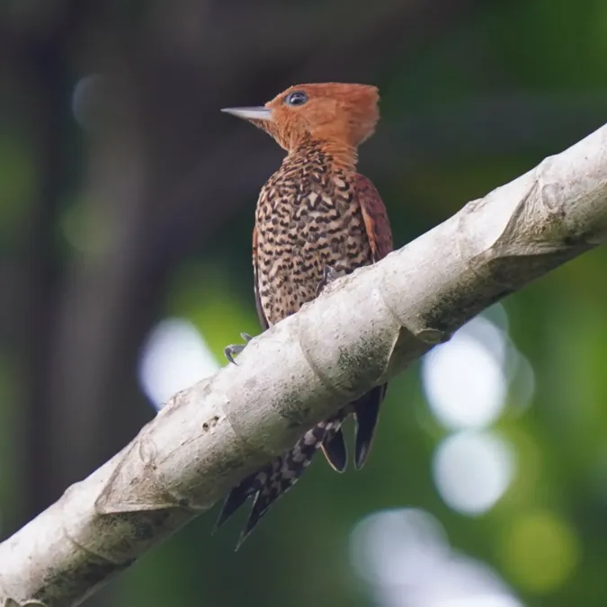 File:Celeus loricatus 448740367.jpg