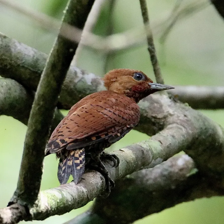 File:Celeus loricatus 57551719.jpg