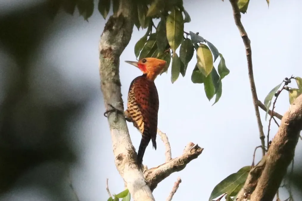 File:Celeus torquatus 181079785.jpg