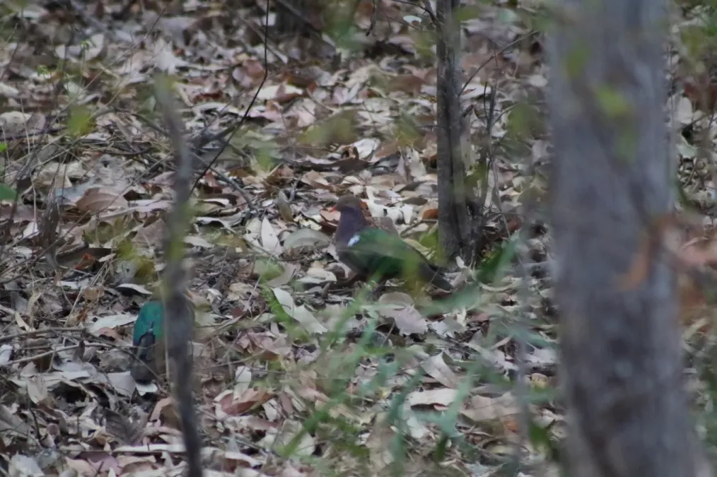 File:Chalcophaps longirostris longirostris, Kakadu, NT, Australia 1.jpg