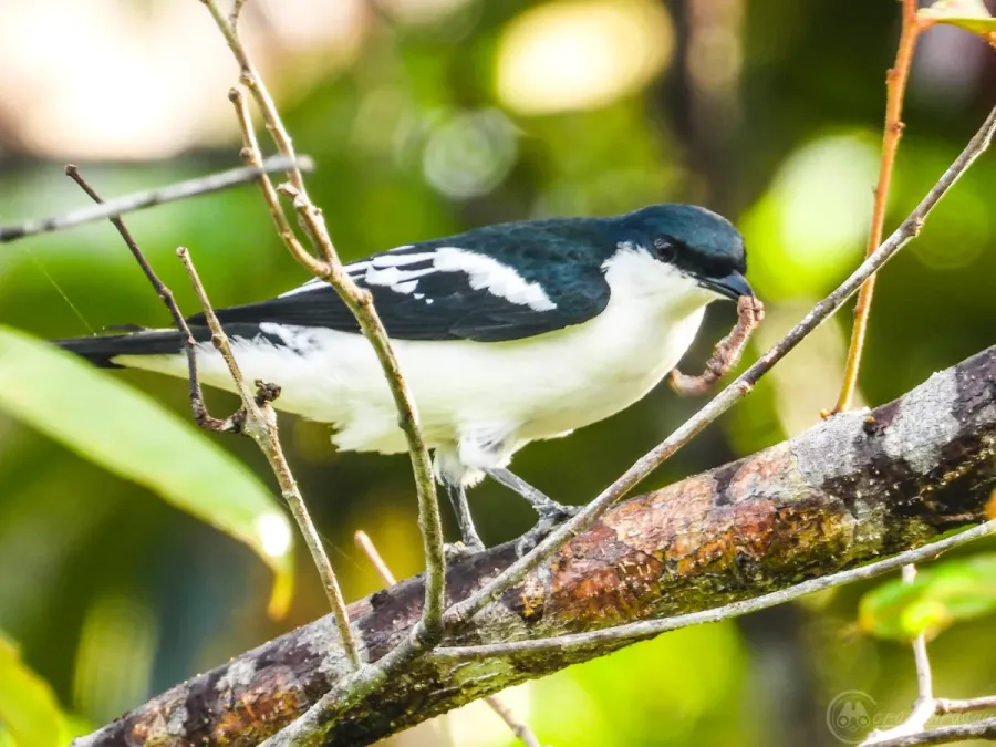 File:Lalage atrovirens 239210271.jpg