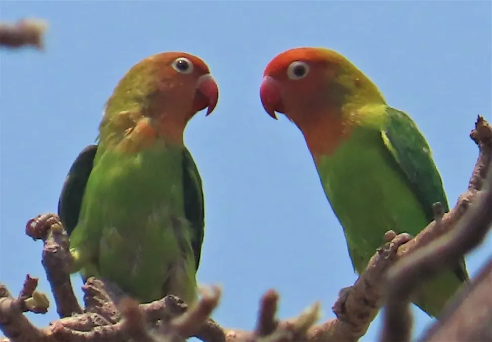 File:Agapornis lilianae 247858333.jpg
