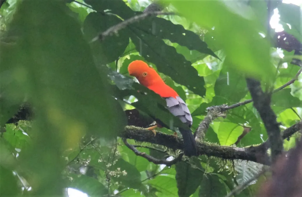 File:Rupicola rupicola in Ecuador.jpg
