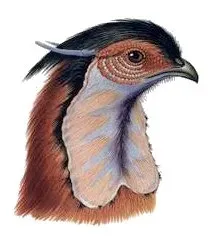 File:Tragopan melanocephalus head.jpg
