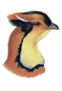 File:Tragopan blythii head.jpg