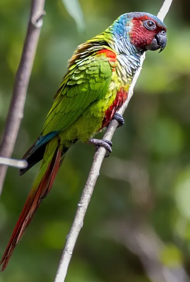 File:Pyrrhura pfrimeri Goias Parakeet, São Domingos, Goiás, Brazil (cropped).jpg