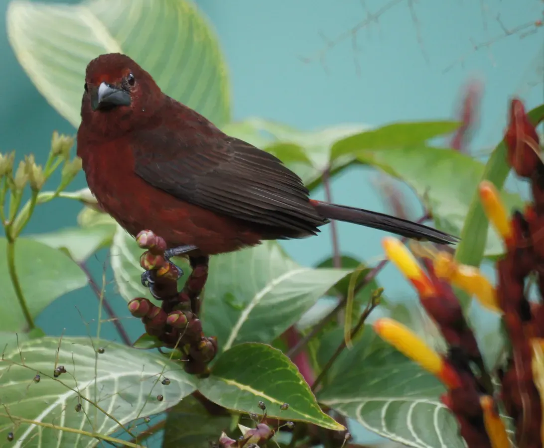 File:Ramphocelus carbo female 1.jpg