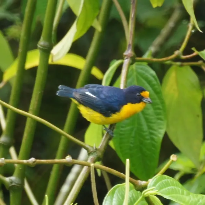 File:Euphonia violacea male 2.jpg