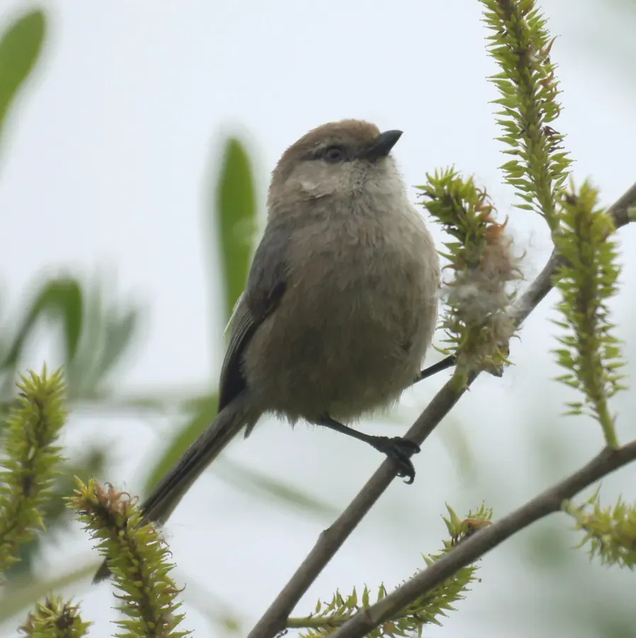 File:Psaltriparus minimus 3.jpg