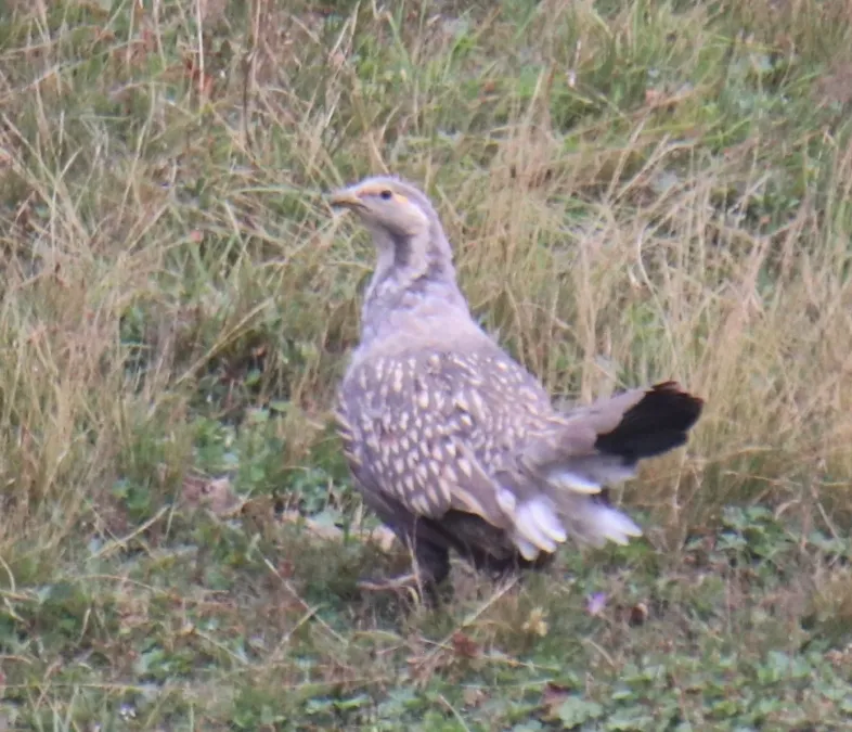 File:Tetraogallus caspius 424115187.jpg