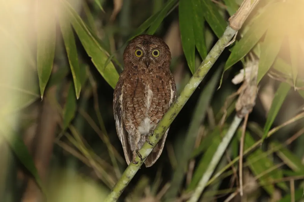 File:Otus sulaensis 435254144.jpg