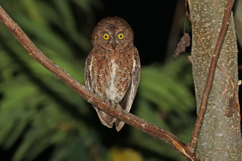 File:Otus sulaensis 435254133.jpg