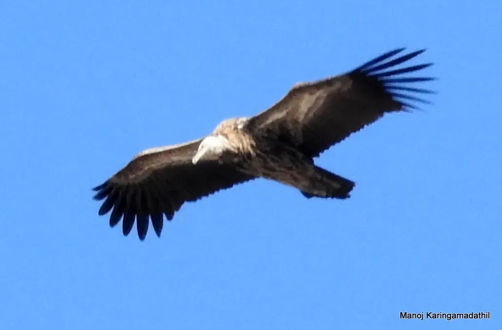 File:Himalayan Griffon Gyps himalayensis from Nathu La (Pass), Sikkim.jpg