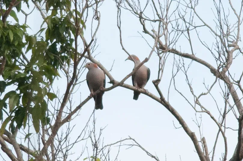 File:Green Imperial Pigeon (Ducula aenea).jpg