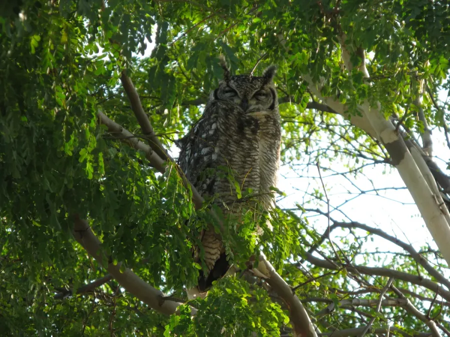 File:Spotted Eagle Owl, Bubo africanus 9971.jpg