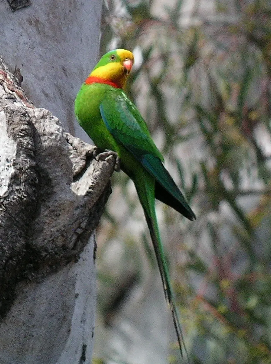File:Polytelis swainsonii 100001685.jpg