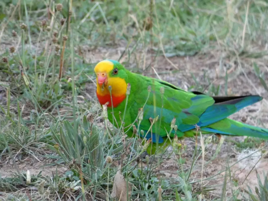 File:Polytelis swainsonii 64438063.jpg