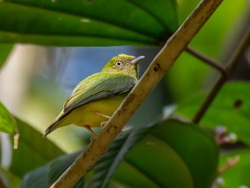 File:Lepidothrix vilasboasi Golden-crowned Manakin (male), Novo Progresso, Pará, Brazil.jpg
