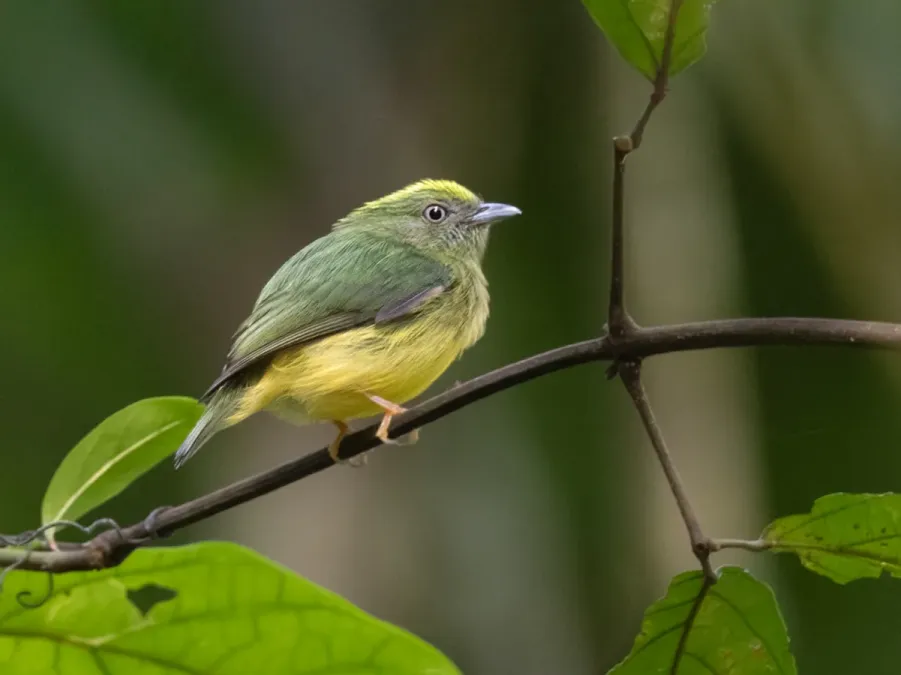 File:Lepidothrix vilasboasi Golden-crowned Manakin (male).jpg