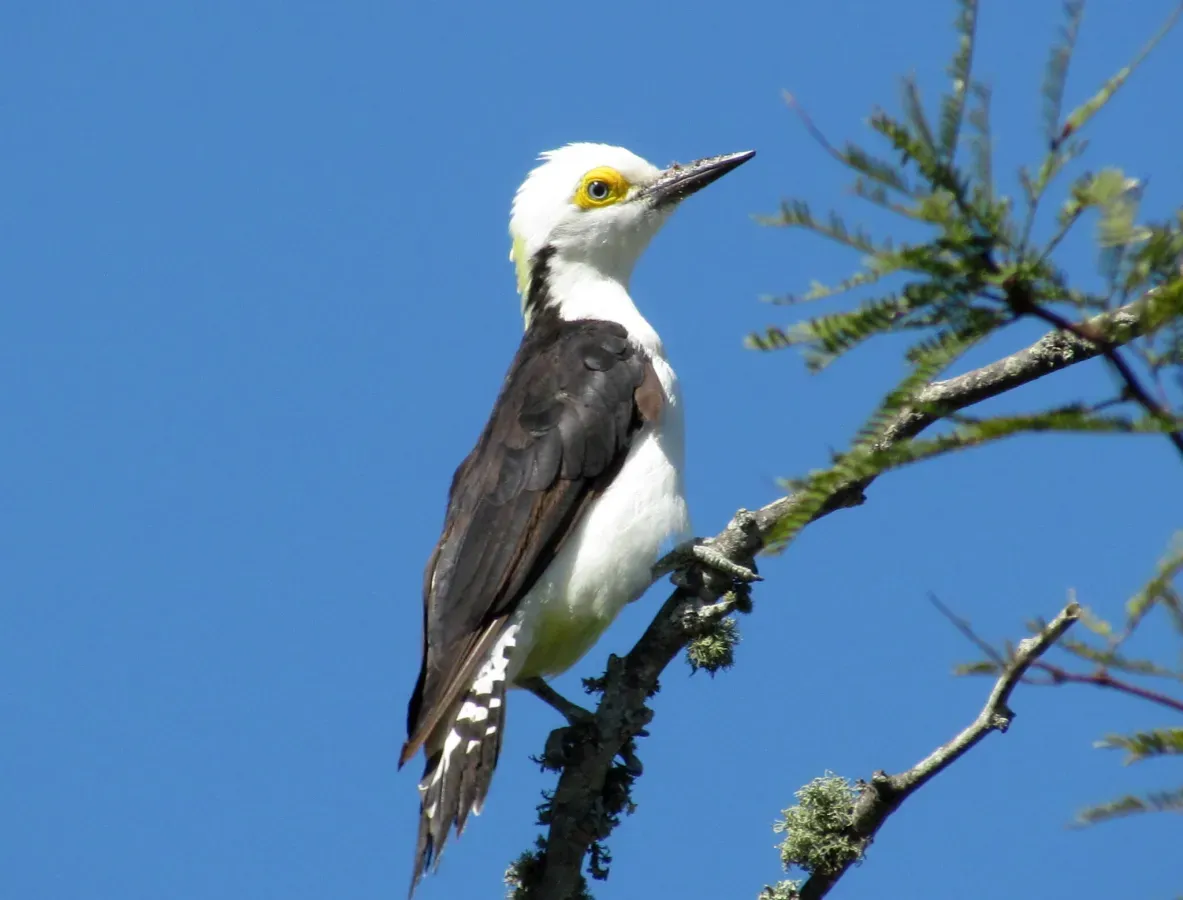 File:Melanerpes candidus 348913782.jpg