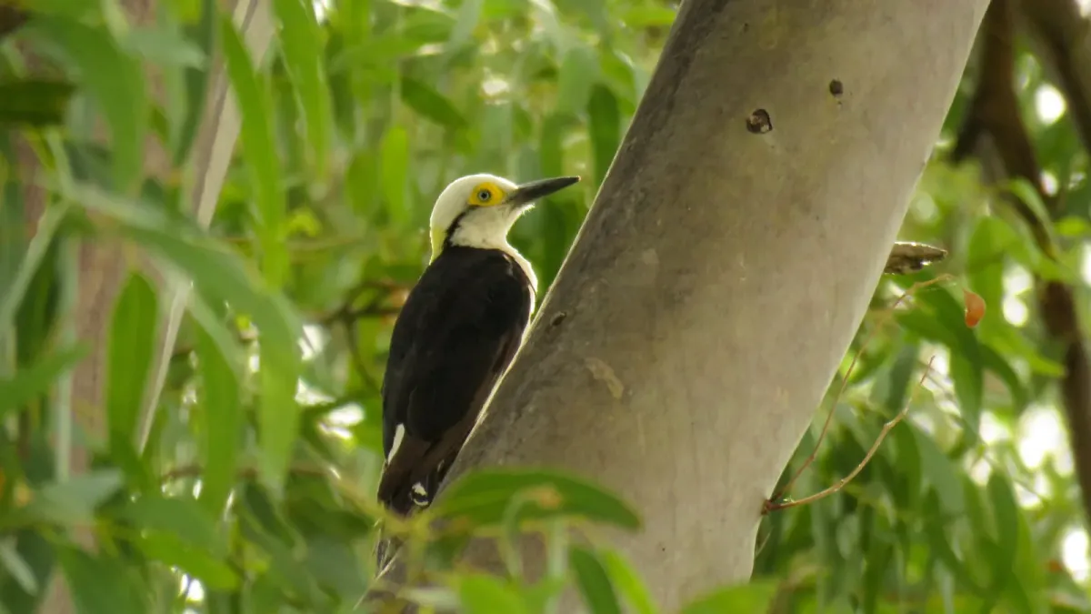 File:Melanerpes candidus 353435911.jpg