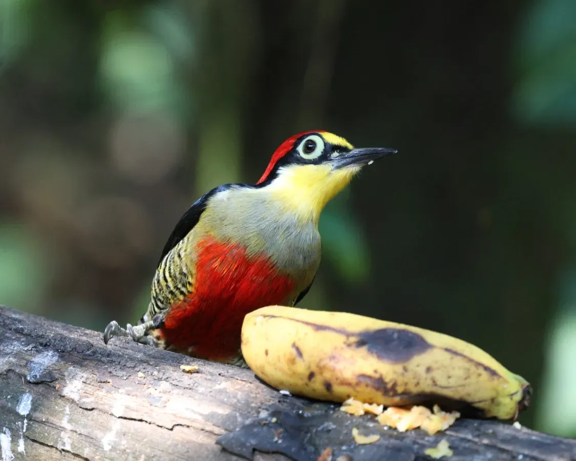 File:Melanerpes flavifrons 423597606.jpg