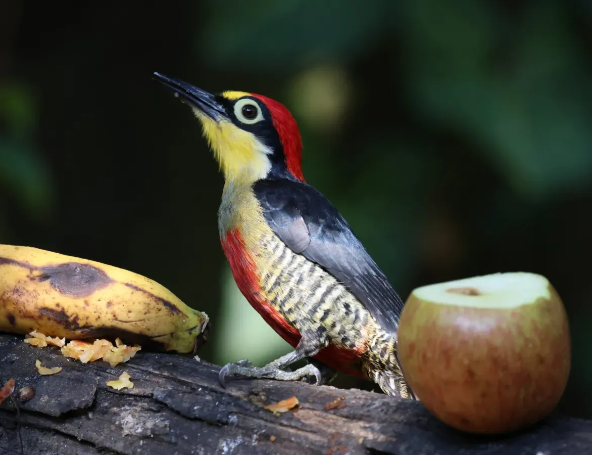 File:Melanerpes flavifrons 423597673.jpg