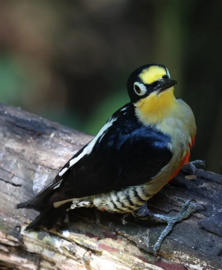 File:Melanerpes flavifrons 423597280.jpg
