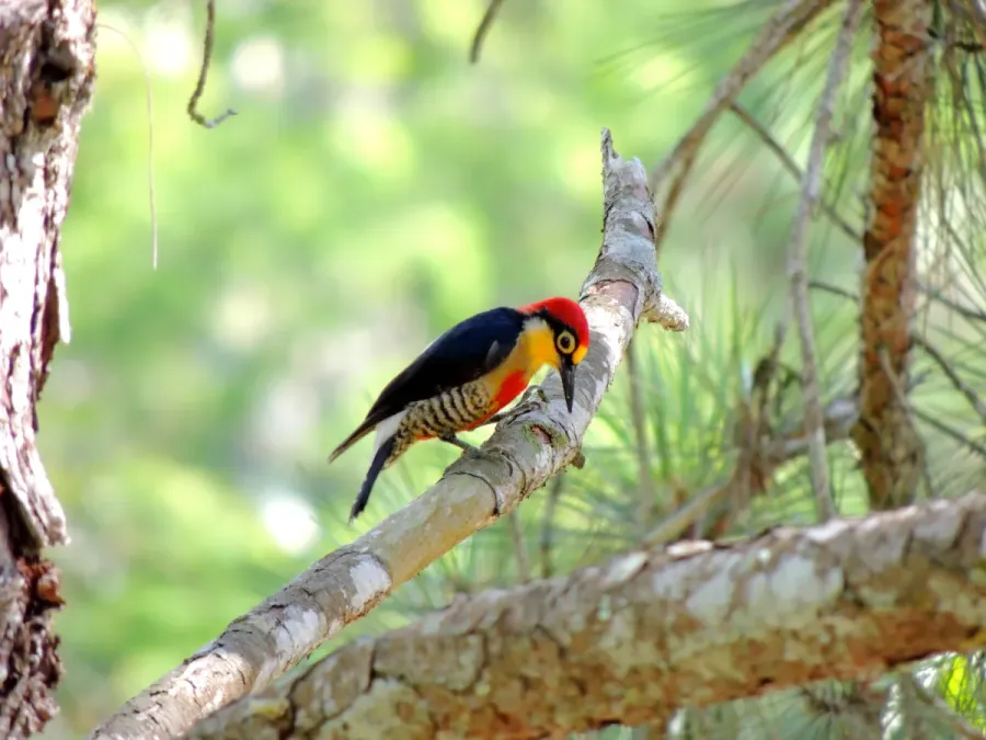 File:Melanerpes flavifrons 343903138.jpg