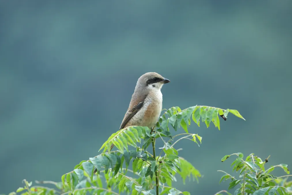 File:Grey-backed Shrike Lanius tephronotus.jpg