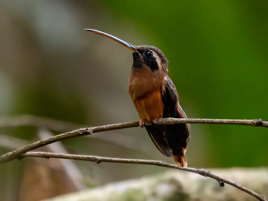 File:Phaethornis aethopygus Tapajos Hermit; Novo Progresso, Pará, Brazil.jpg