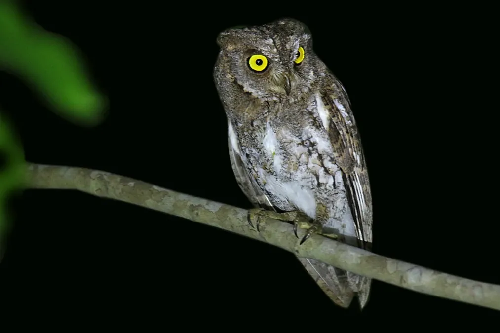 File:Oriental Scops-Owl (Walden's) Otus sunia modestus, Andamans 3.jpg