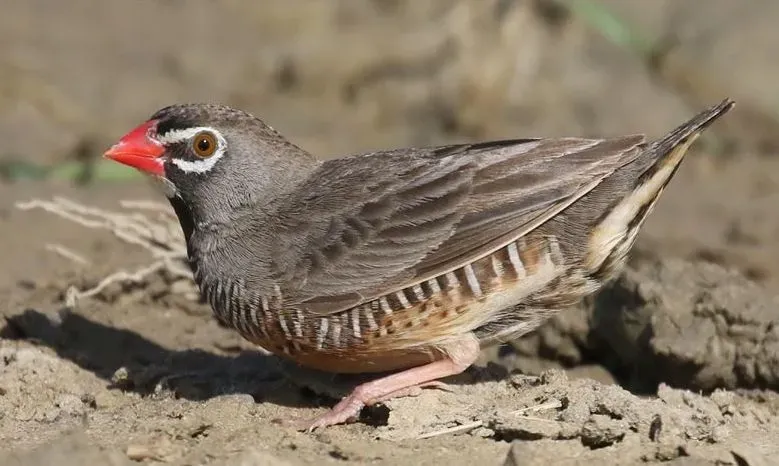 File:Ortygospiza atricollis 82168024.jpg