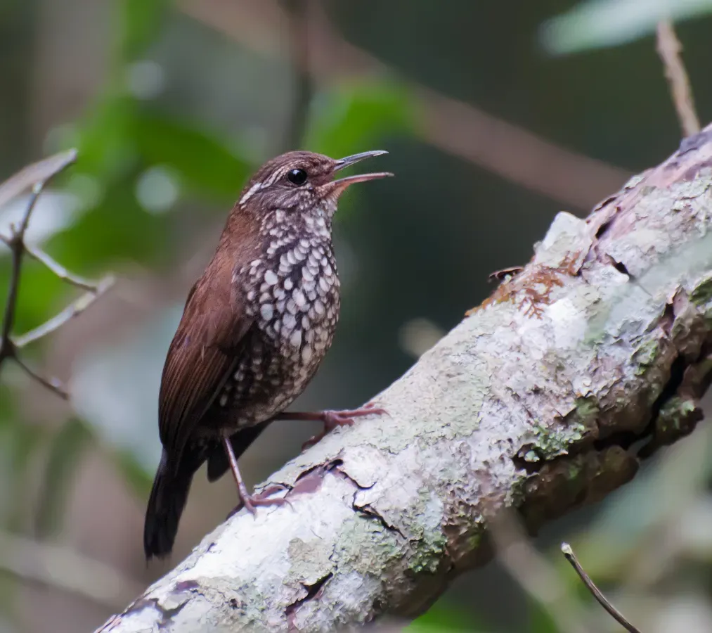 File:Lochmias nematura -Piraju, Sao Paulo, Brazil-8.jpg