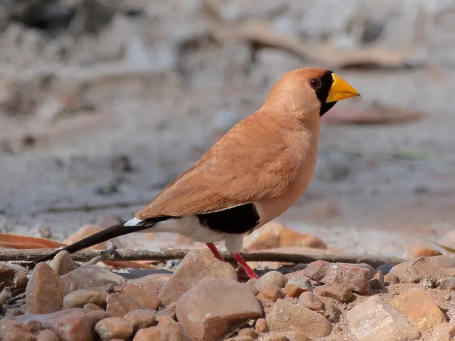File:Poephila personata 55204097.jpg