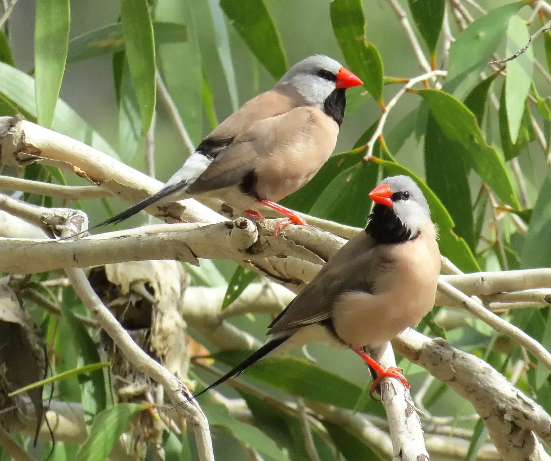 File:Poephila acuticauda 54683141.jpg