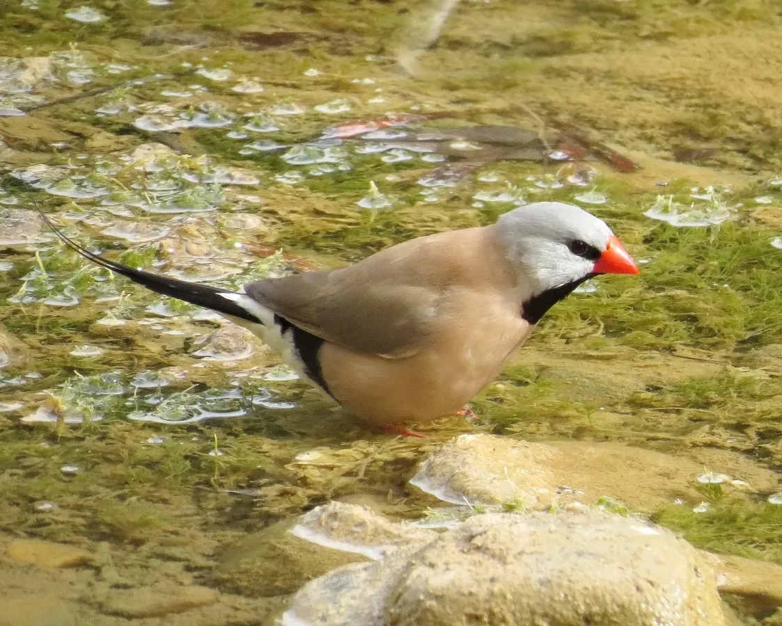 File:Poephila acuticauda 54683169.jpg