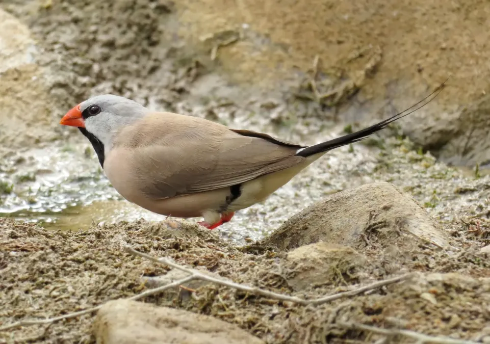 File:Poephila acuticauda 54683208.jpg