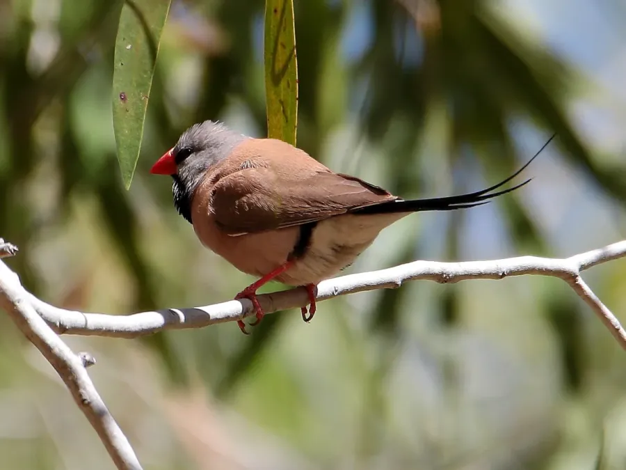 File:Poephila acuticauda 152471102.jpg