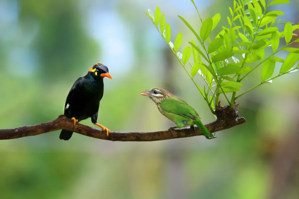 File:Southern Hill Myna Gracula indica, Thattekad,2.jpg