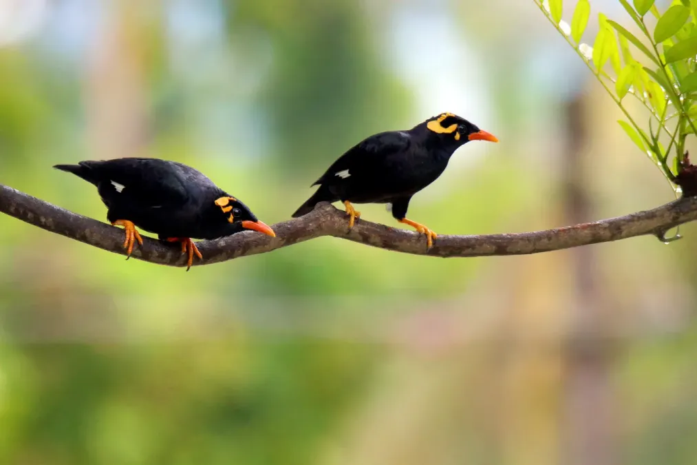 File:Southern Hill Myna Gracula indica, Thattekad, 1.jpg