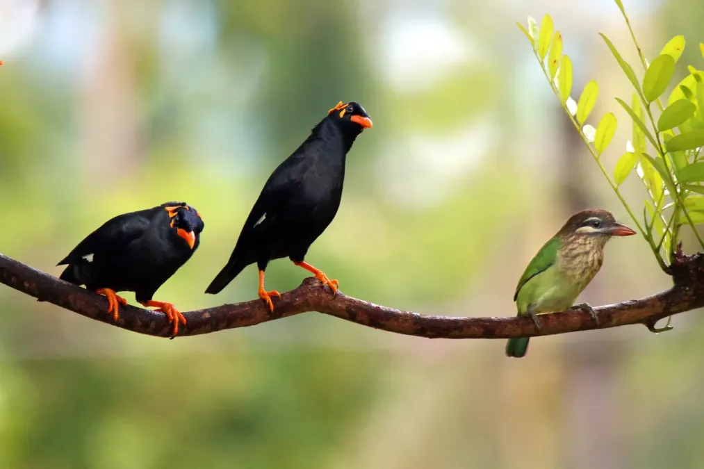 File:Southern Hill Myna Gracula indica and White-cheeked Barbet Psilopogon viridis, Thattekad 3.jpg