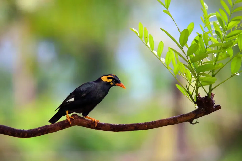 File:Southern Hill Myna Gracula indica, Thattekad,5.jpg