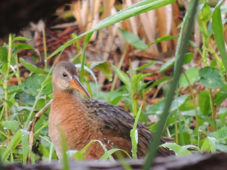 File:Rallus tenuirostris.jpg