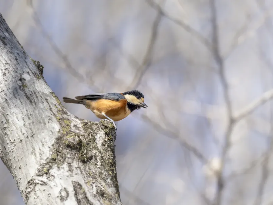 File:Sittiparus varius Gumma-ken Japan 20240302- YAS1267.jpg